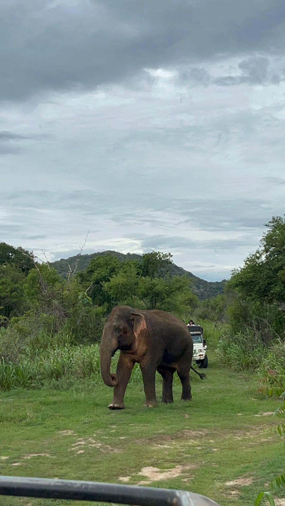Jungle Eco Lodge & Safari Sigiriya Dış mekan fotoğraf