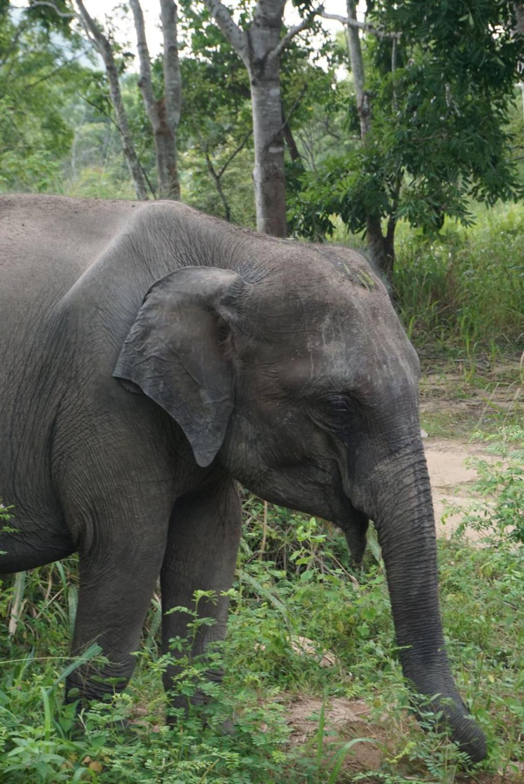 Jungle Eco Lodge & Safari Sigiriya Dış mekan fotoğraf